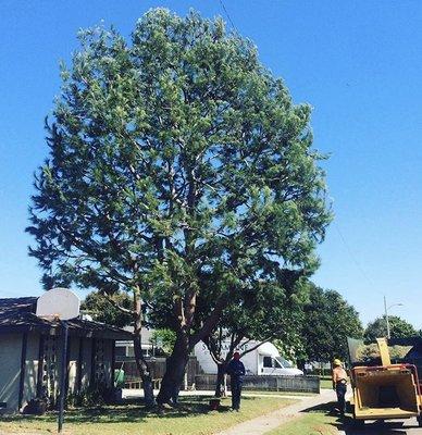 Tree trimming