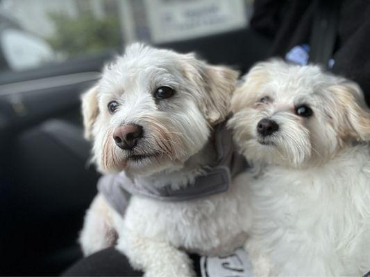 Happy Pups