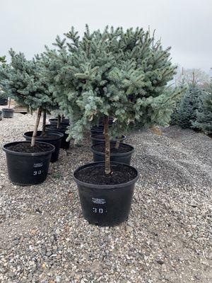 I just love globe spruce trees! Lots of awesome and unique trees you won't find anywhere else.