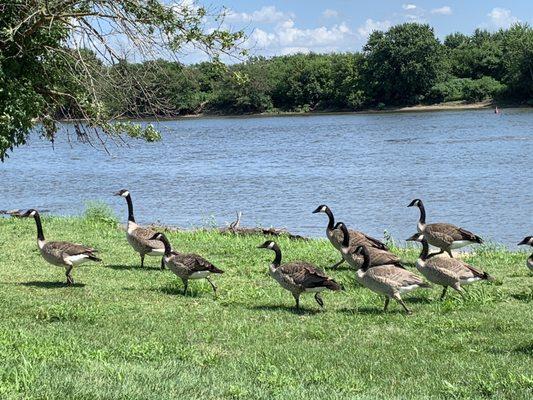 Geese next to water