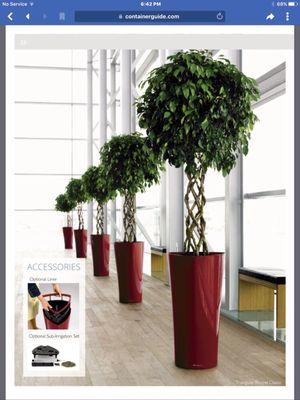 Live plants in home and office will never be out of style or outdated. My design ideas with your office personality and you have a winner!!