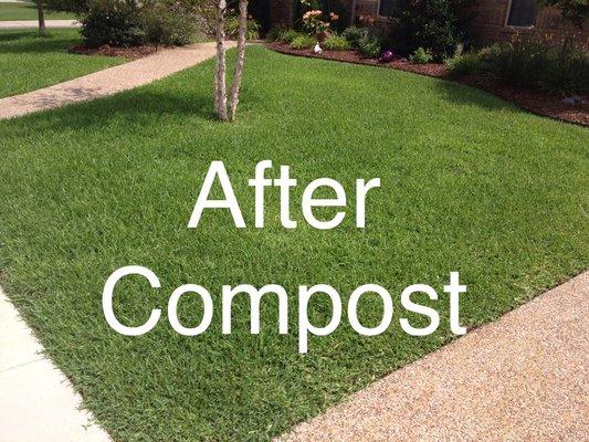 St. Augustine lawn after rich compost Top Dressing