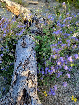 DON'T PICK THE FLOWERS - they won't continue to flourish if you do! Leave nature as you found it