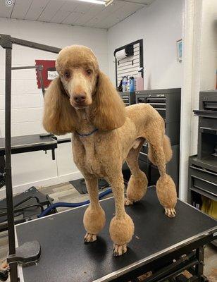 Our boy, Chief Indiana Jones just finished up with his favorite groomer at Foxy Dog!