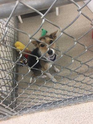 Dog in kennel at taps