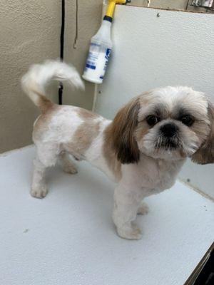 Beautiful  ya con su baño y su corte de pelo listo