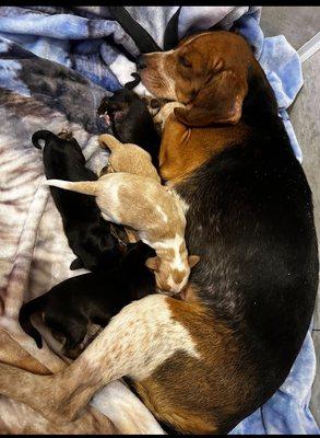 Mom & puppies the day she was admitted.