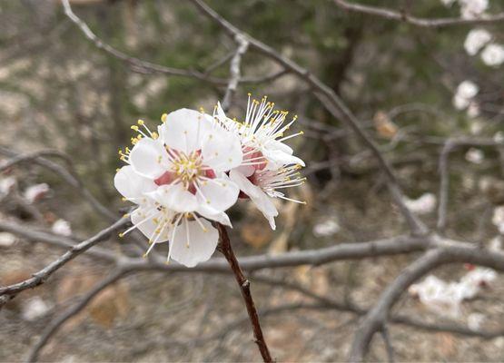 Wild cherry?