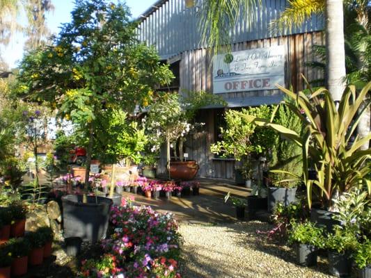 Laurel Oaks Nursery and Tree Farm