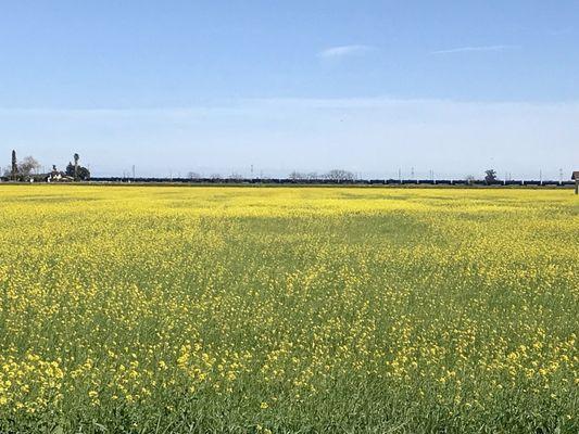 That time of year again. Mustard in full bloom.