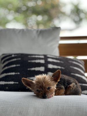 Jill our 3.5lb Yorkie