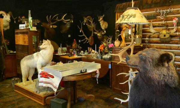 Take a look inside: taxidermy, antlers, mounts, lamps, stones, antiques, and much more! Come check us out at Our Neck of the Woods! Thanks!