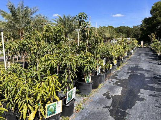 Rows of trees.