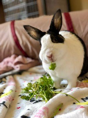 Oreo happily eating with her paw before visiting Twin Lakes Pet & Bird Clinic. Both paws pointed in the right direction and usable.