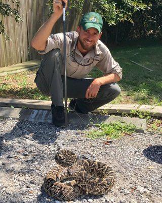 Diamondback rattle snake