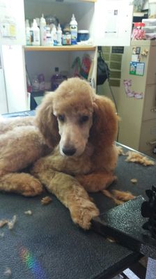 Puppy's first groom. Great dog