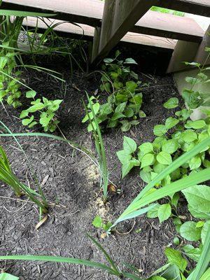 Carpenter bee damage