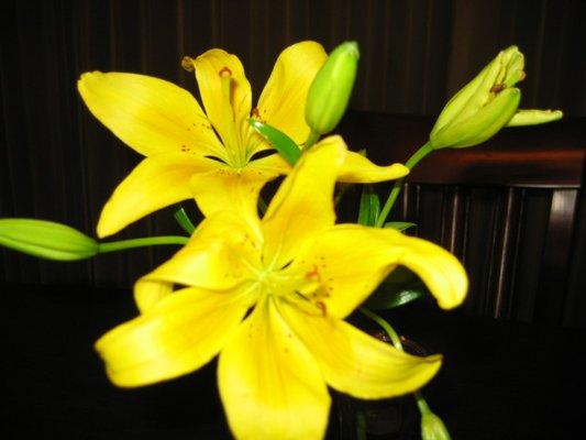 Yellow Lillies.  Thankfulness and enjoyment