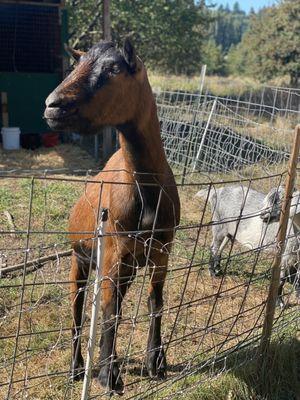 Goat in the farm