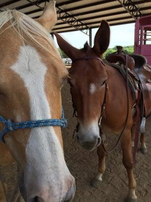 Here are 2 of our 3 boys!   KTM and JoJo, the mule.