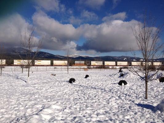 The doggie obstacle course at the dog park.