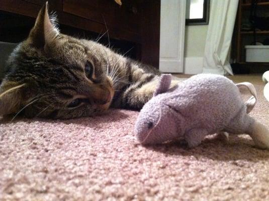 Dr. Neenan's cat Monty... staring down his favorite mouse