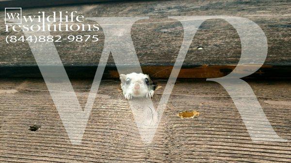 Flying squirrel watching me work on a house in Ithaca NY