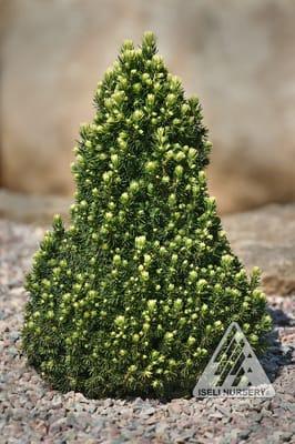 Picea glauca 'Pixie Dust'