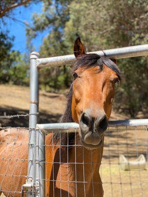 Magic Ben the Healing/Medicine Horse