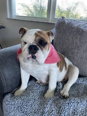 Stella English bulldog