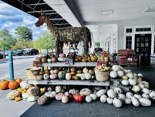 10/8/24 - pumpkins outside