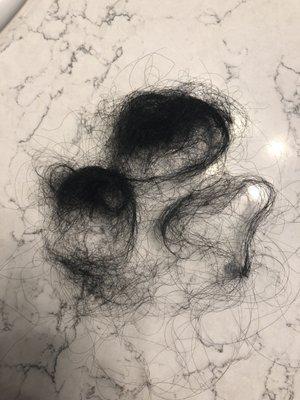 This much shed after every comb through tangles back up within seconds after