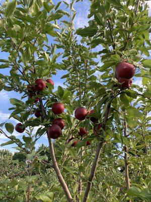 Bronkberry Farms & Greenhouse