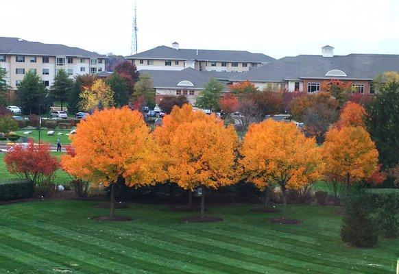 Fall trees in campus center with Liberty Commons Clubhouse in background