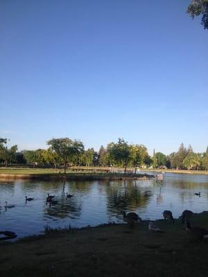 Beautiful landscape and ducks