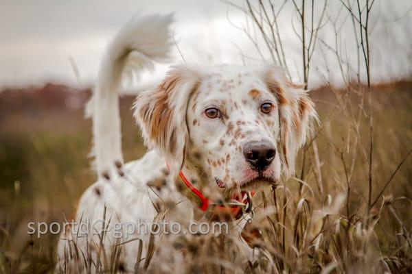 Sport Dog Photography