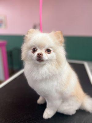 Harley looking gorgeous after her bath & trim!