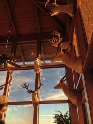 Inside the antler room.