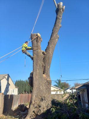 J&J Tree Service