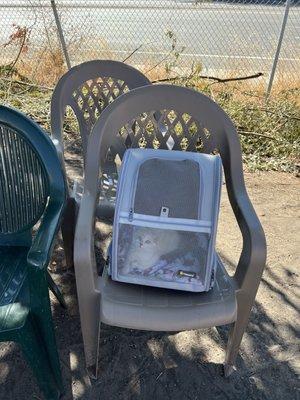 They pulled a chair for my kitty and I to sit next to each other under the shade while they cleaned my car