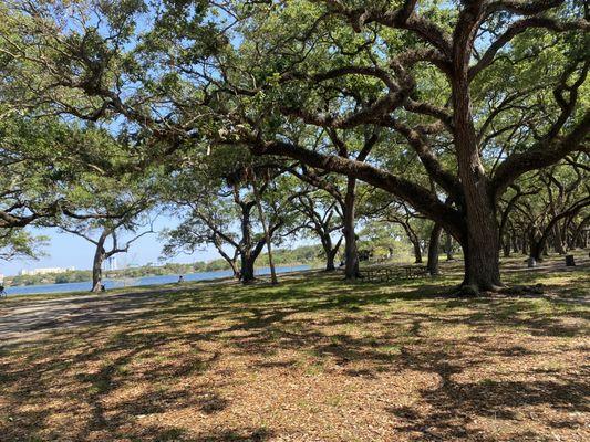 Oak trees