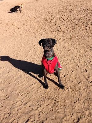 Festive dog at play :)