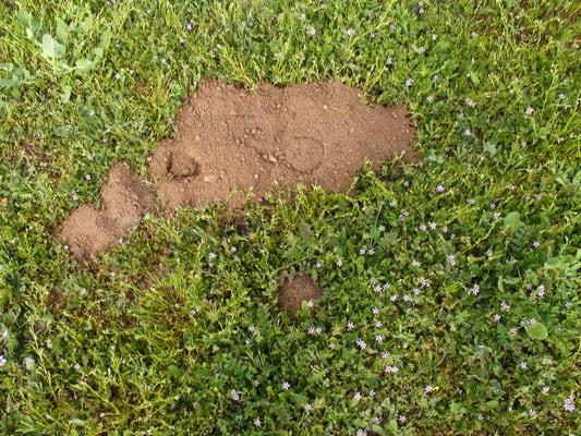 evidence of gophers.  This soft mounding is typical of new gopher activity, found here at a home adjoining parkland.