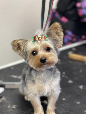 Yorkie puppy!