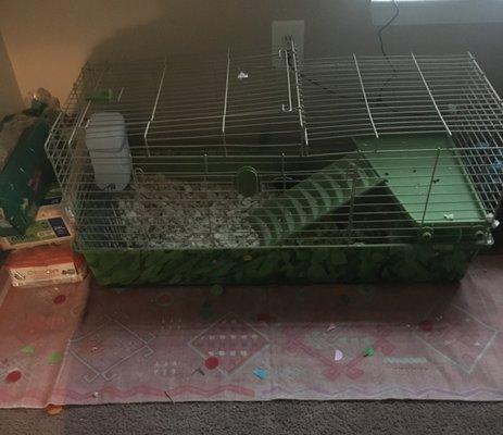 The pink rug under the cage we bought at Five Below.