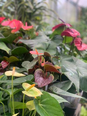 Lots of plants flowering in the Greenhouse!