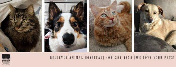 Bellevue Animal Hospital