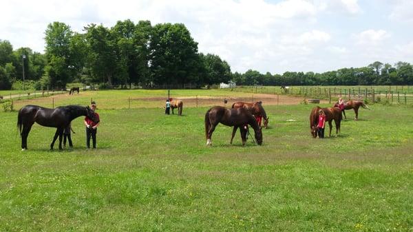 A wonderful morning of riding followed by the kids taking the horses out for grass grazing time.