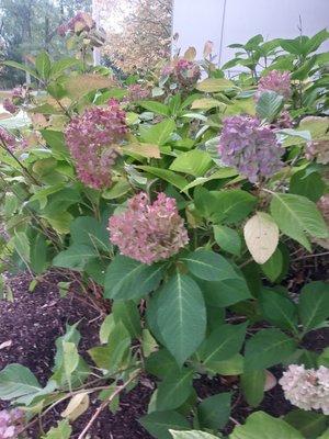 Even after first frost these gorgeous hydrangeas are holding on. Love seeing them each time I walk up to the bank.