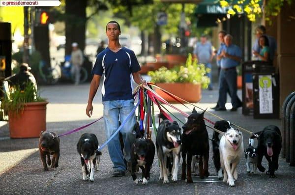 Sixteen happy dogs!